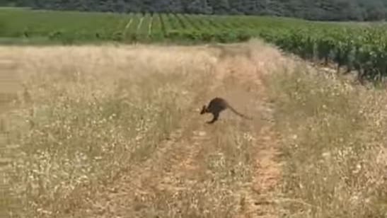 Gard : « Je n’y croyais pas », Un kangourou aperçu dans des vignes à Vauvert