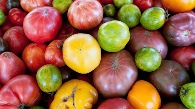 Montpelliérain : 16e festival de la tomate ce week-end à Clapiers