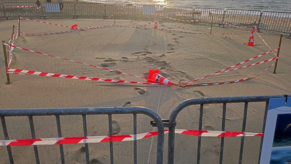 Hérault : intrusion dans l’enclos de protection du nid de tortue caouanne à Marseillan
