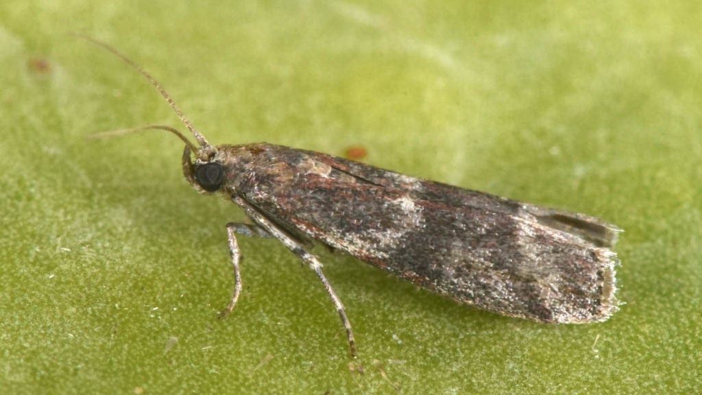 Hérault : une expérimentation pour lutter contre des insectes ravageurs de vignes