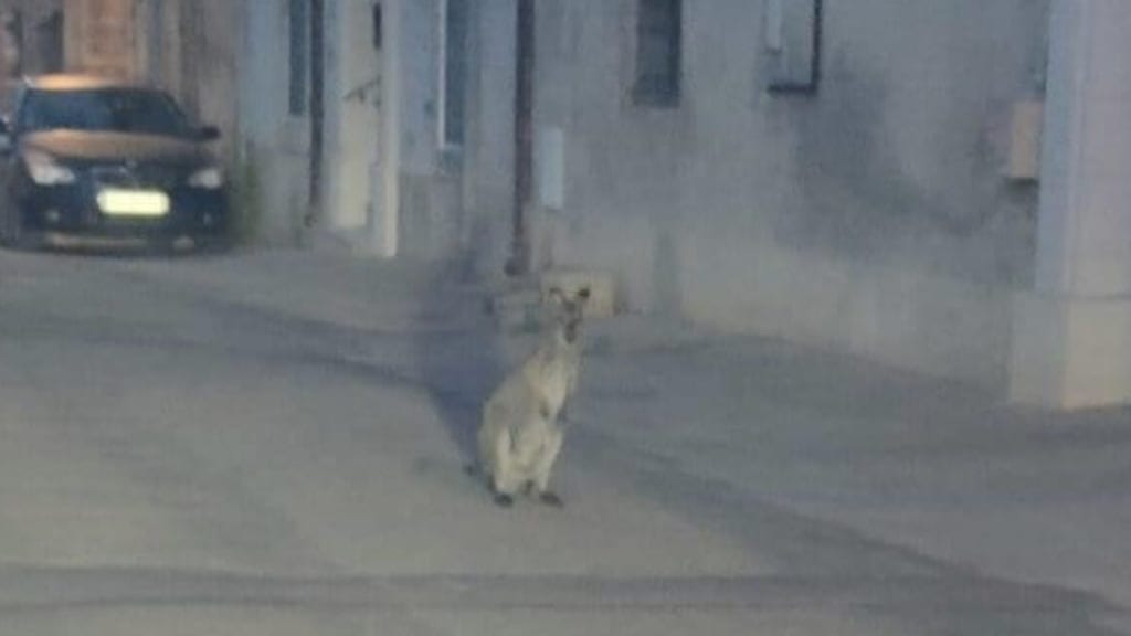 Insolite : un kangourou aperçu en plein centre d’un village du Gard