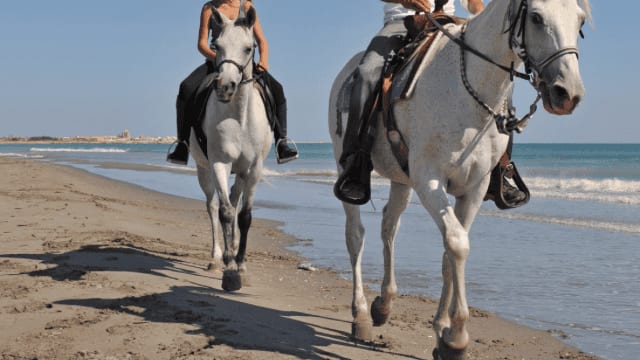 Camargue : chute mortelle lors d’une promenade à cheval