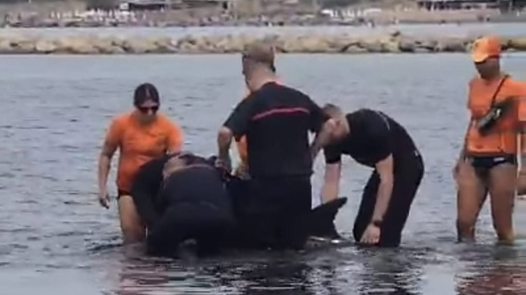 Gard : un dauphin échoué sur une plage au Grau-du-Roi, les sapeurs-pompiers lui viennent en aide