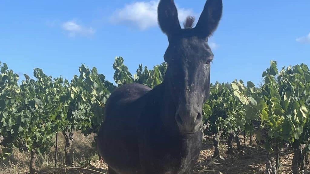 Hérault : un âne en divagation recherche son propriétaire à Saint-Drézéry