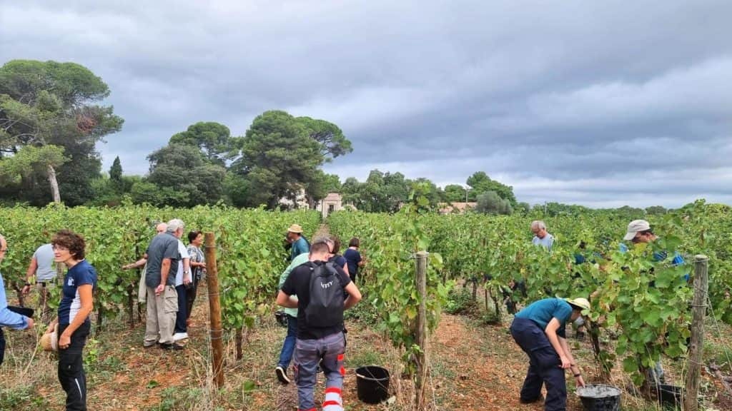 Hérault : des vendanges solidaires organisées au Domaine du Grand Puy à Montpellier