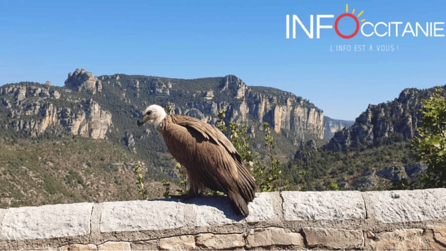 Occitanie : le Vautour Fauve, symbole de la biodiversité des Causses