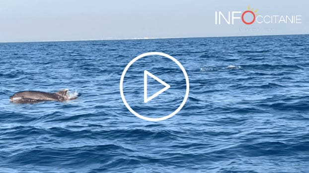 Mer Méditerranée : plusieurs dauphins filmés au large du Grau-du-Roi ce samedi