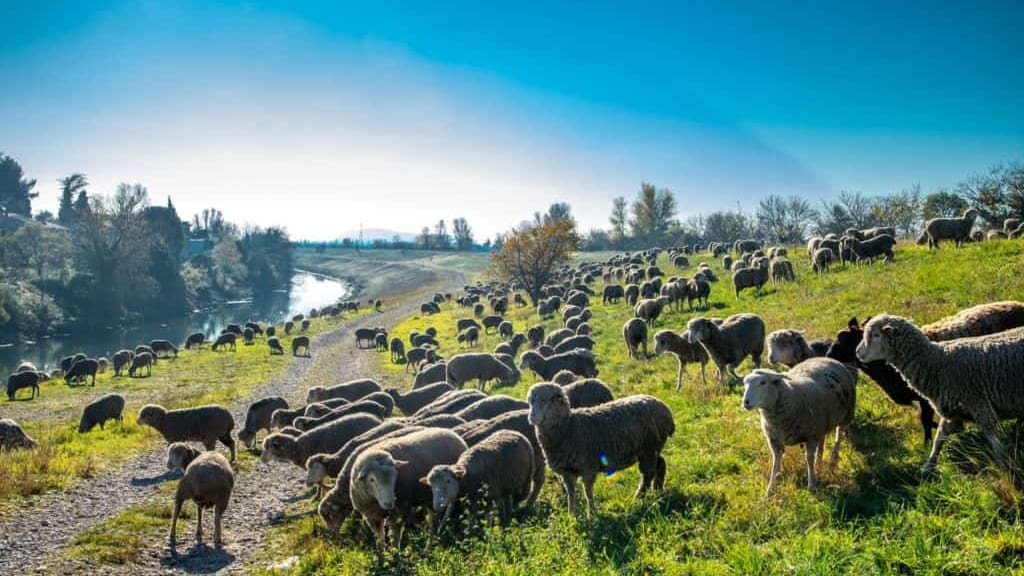Brebis / Mouton