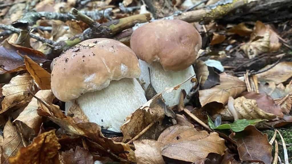 Nature : les cèpes sont de sortie en Lozère, découvrez où en trouver !