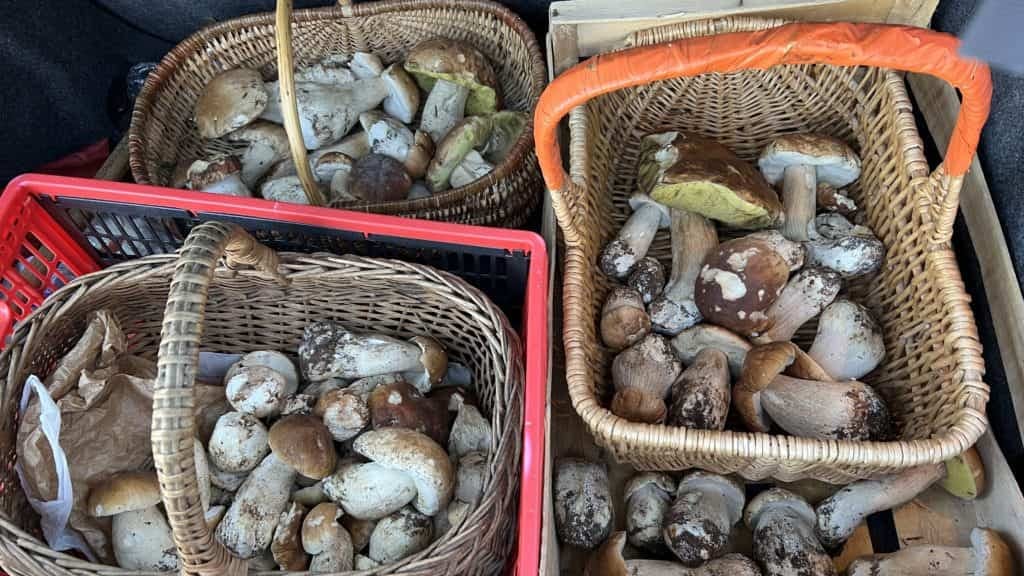 Lozère : les cèpes continuent de sortir, plusieurs kilos ramassés !