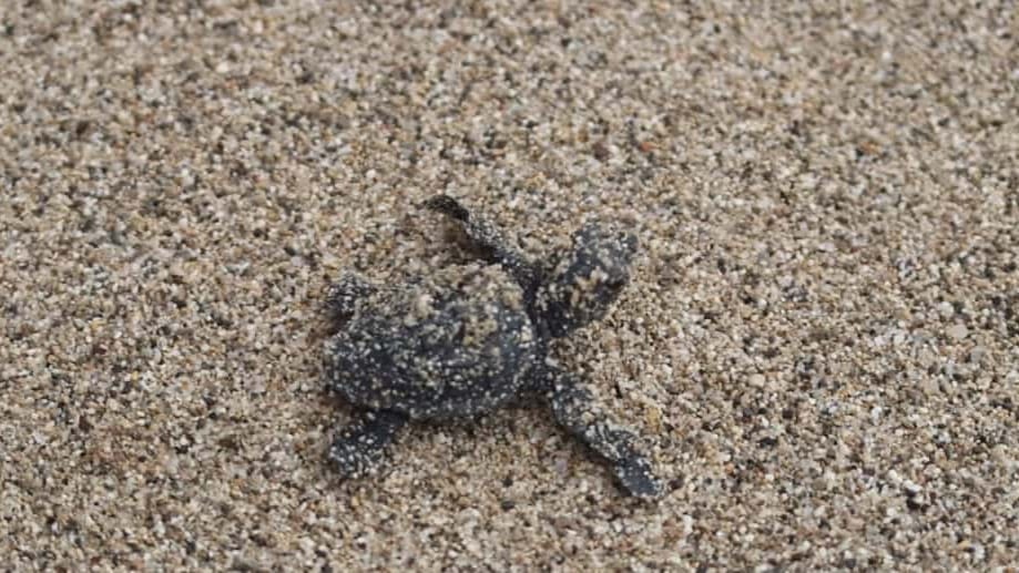 Hérault : environ 80 bébés tortues sont nés sur la plage de Marseillan