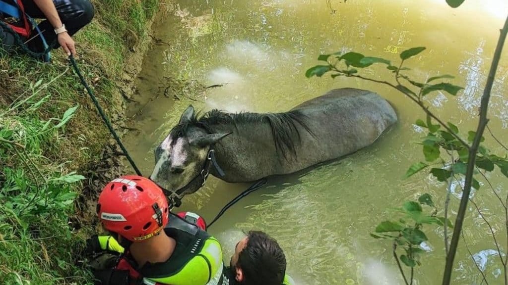 Petite Camargue : un cheval sauvé après être tombé dans un canal
