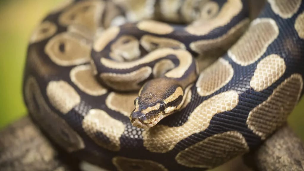 Montpellier : l’homme alcoolisé effrayait des passants avec un python royal !