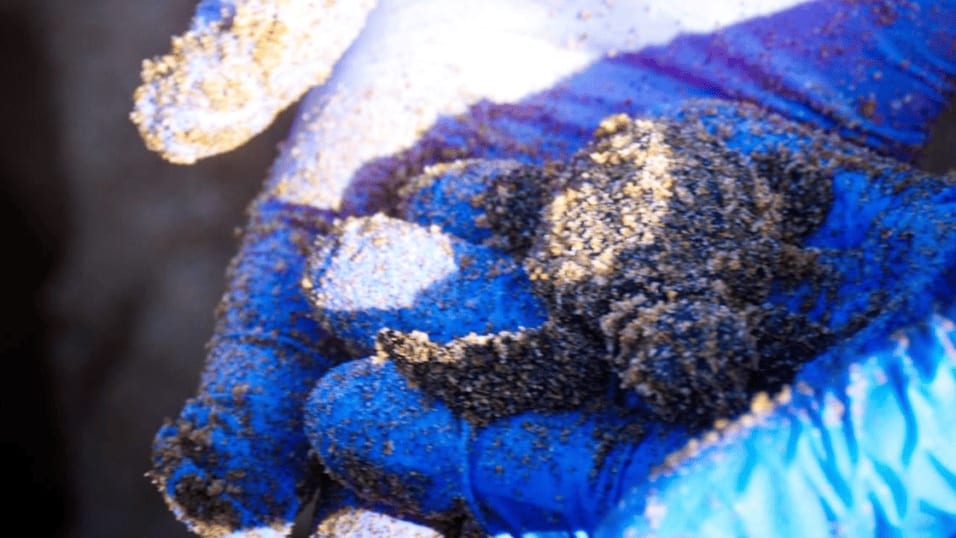 Sète : 34 bébés tortues Caouanne sauvés in extremis des intempéries par des bénévoles