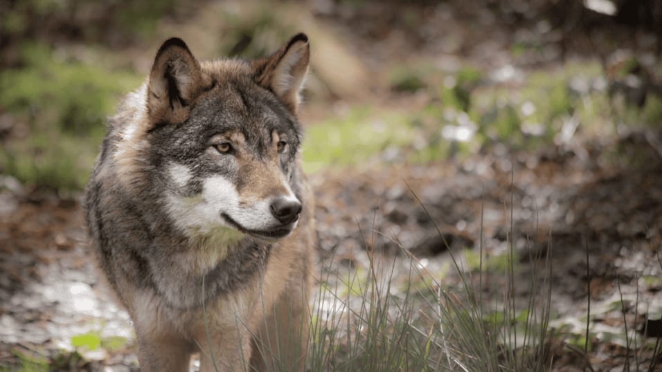 Animaux : simplification des tirs, reclassement du statut de l’espèce… découvrez les mesures du Plan Loup