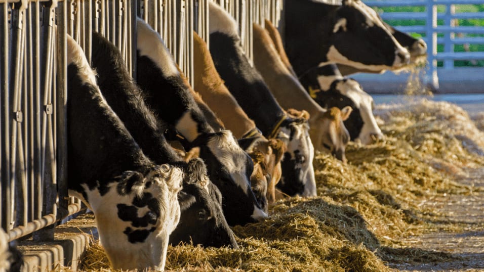 Maladie hémorragique épizootique en Occitanie : la propagation inquiète les éleveurs