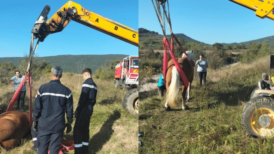 Gard : sauvetage d’un cheval en détresse par les pompiers