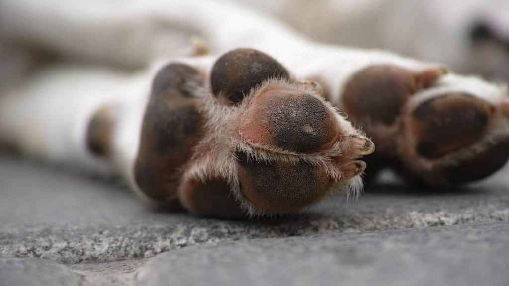 Chien mort