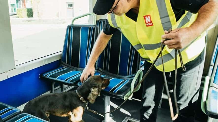 Hérault : aucune présence de punaises de lit à bord des tramways et bus de Montpellier