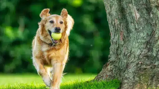 Chien