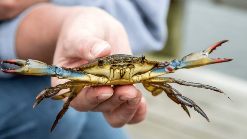 Occitanie : invasion du crabe bleu sur notre littoral, une menace de plus pour la biodiversité