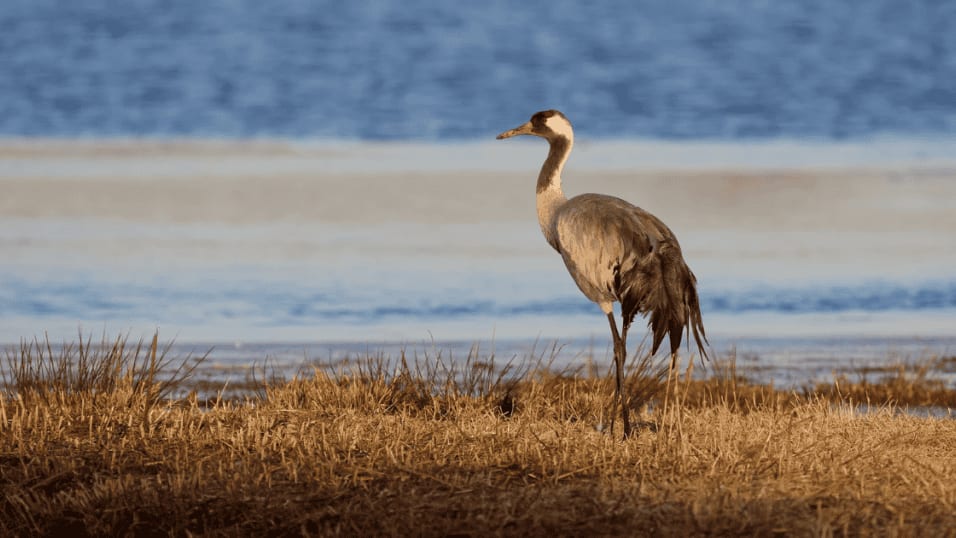 Camargue : un cas d’Influenza Aviaire Hautement Pathogène détecté