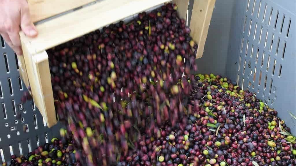 Olives