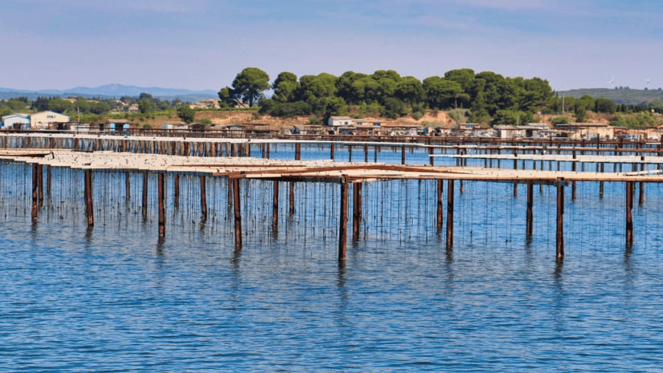 Montpellier : trois projets innovants lauréats de « Avenir Littoral 2023 »