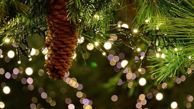 Sapin