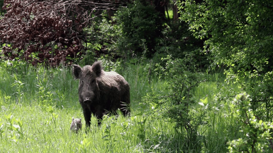 Hérault : décès d’un chasseur lors d’une battue aux sangliers