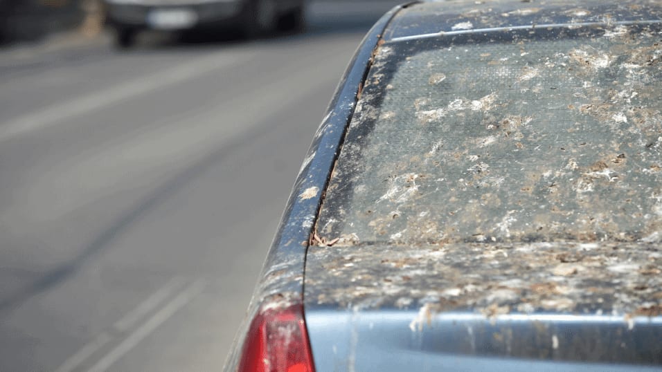 Nîmes : une campagne d’effarouchement des étourneaux pour limiter les nuisances