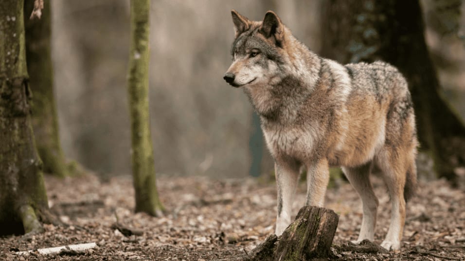 Larzac : la présence d’un deuxième loup confirmée, les éleveurs inquiets