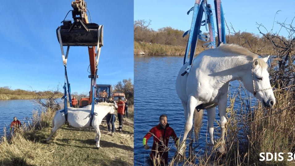 Saint-Laurent d’Aigouze : les pompiers sauvent un cheval tombé dans un canal