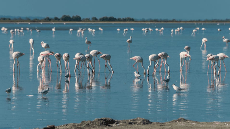 Parrainer un flamant rose en Camargue : c’est possible !