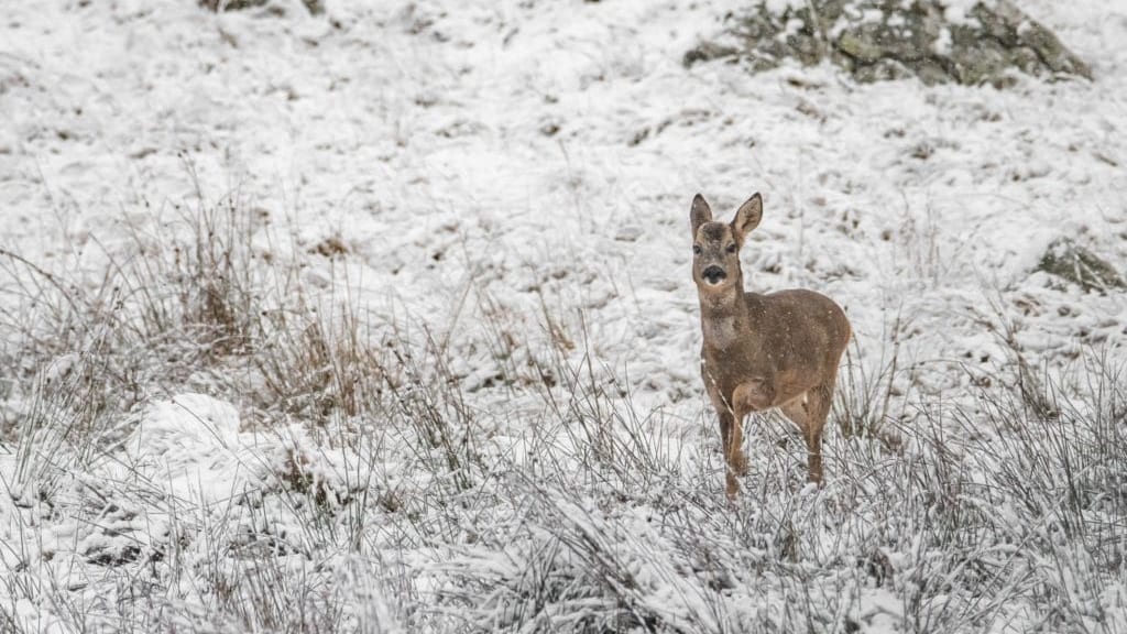 neige Aubrac Lozère
