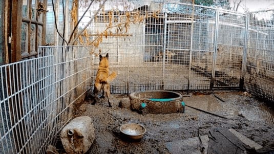 Béziers : 86 chiens dans un état lamentable récupérés dans un refuge pour animaux
