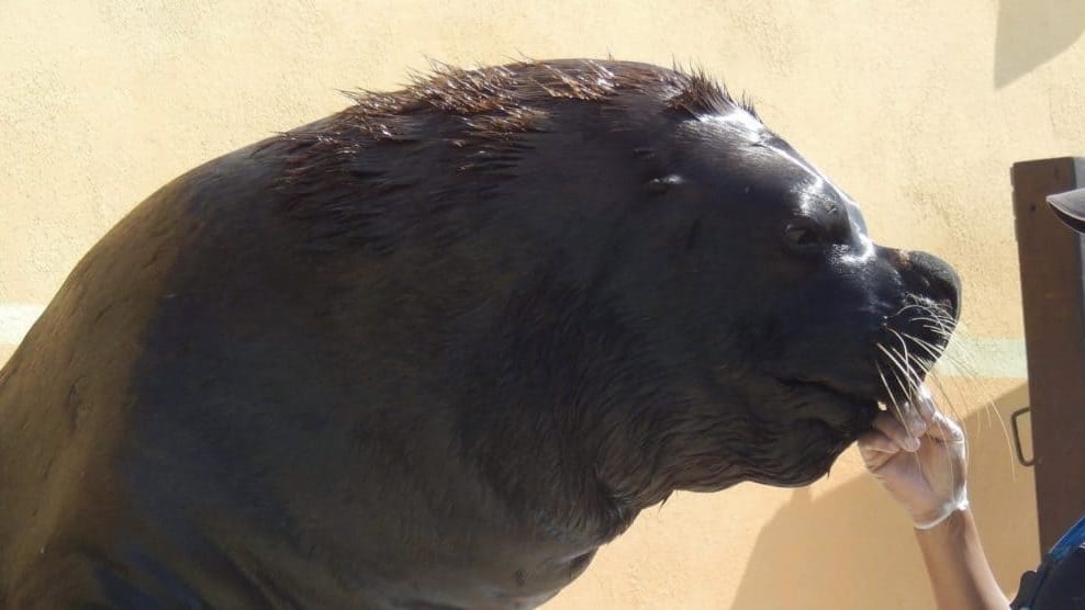 Simba le lion de mer du Seaquaruim - Photo : Valentine Voyen