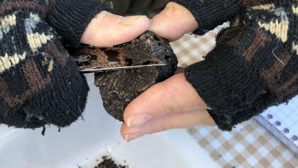 photo : https://www.aude-truffes.com