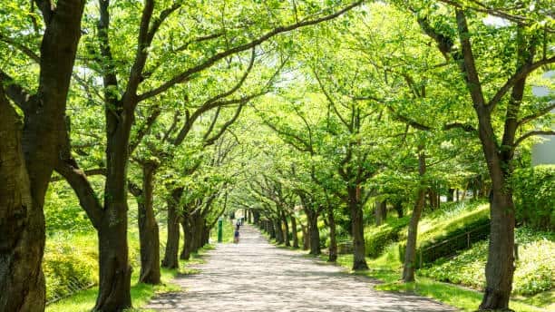 Arbres