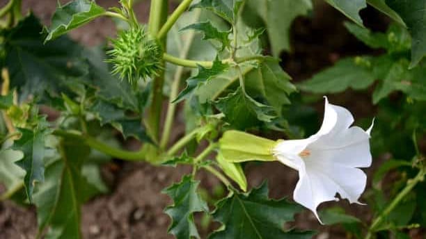 Herbe du diable
