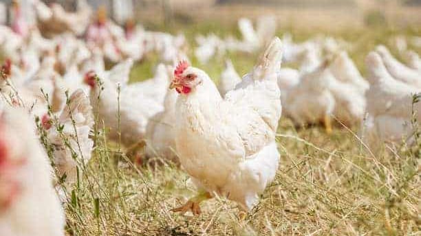Poulet