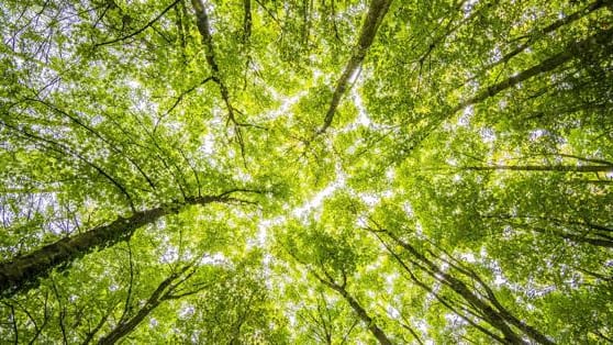 Hérault : Prade-le-Lez accueille l’exposition « Les Forêts »