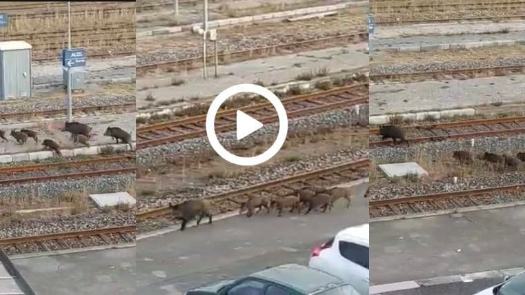 Gard : une compagnie de sangliers filmée en plein centre d’Alès à la gare