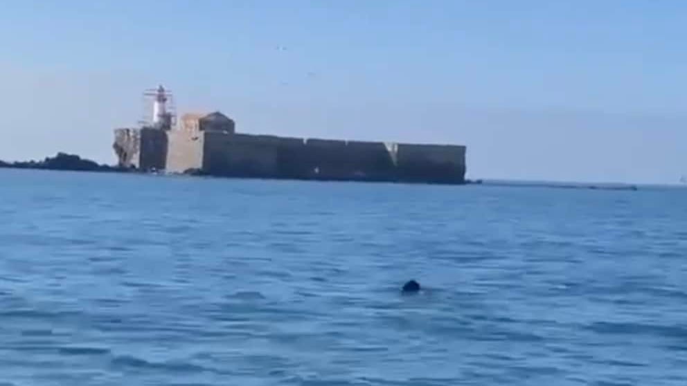 Insolite : un sanglier aperçu et filmé au large du Cap d’Agde dans l’Hérault