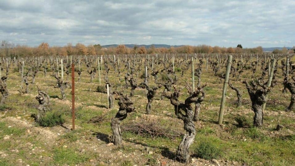 Ouverture du dispositif « fonds d’urgence » pour la viticulture dans l’Hérault