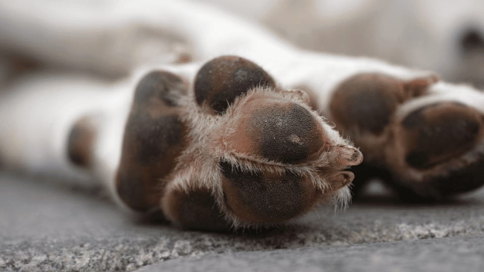 Gard : un homme frappe un chien à coups de balai, l’animal euthanasié