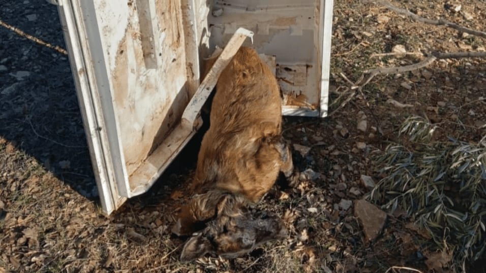 Un chien découvert mort dans un frigo - photo Fourrière/Refuge de Pierrelatte