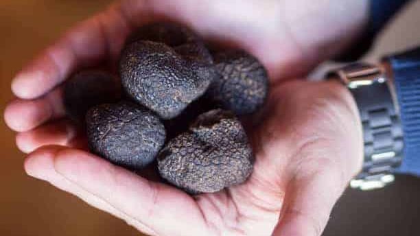truffe