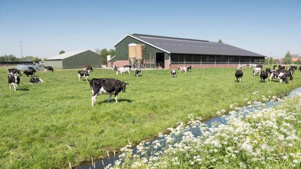 vaches