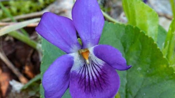 Haute-Garonne: un week-end floral attend les Toulousains lors de la Fête de la Violette